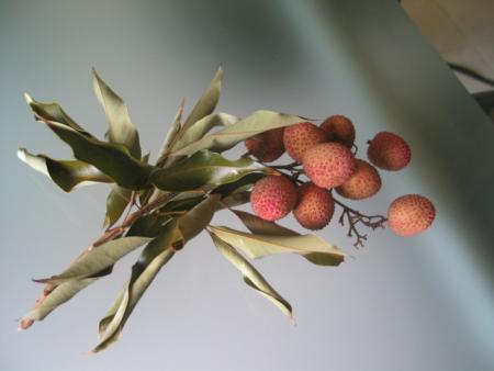 LES LETCHIS NOUVEAUX SONT ARRIVES